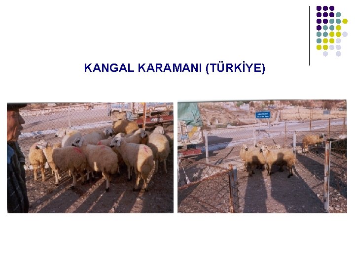  KANGAL KARAMANI (TÜRKİYE) 