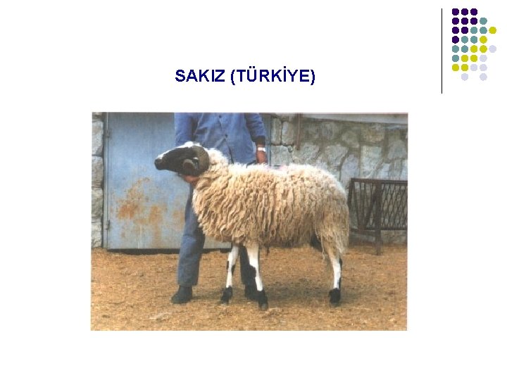 SAKIZ (TÜRKİYE) 