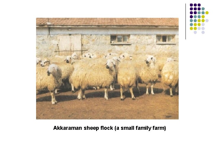  Akkaraman sheep flock (a small family farm) 