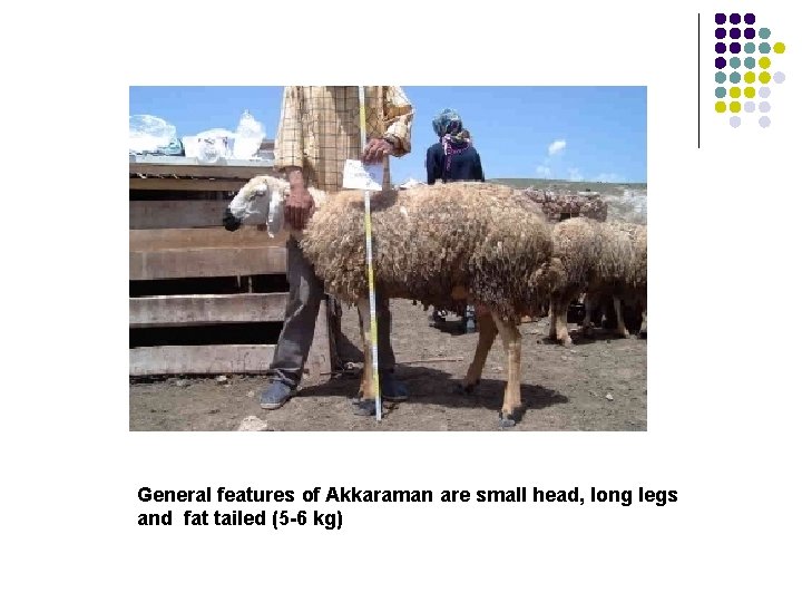 General features of Akkaraman are small head, long legs and fat tailed (5 -6