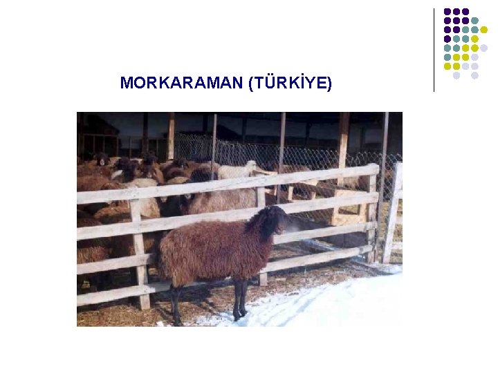  MORKARAMAN (TÜRKİYE) 