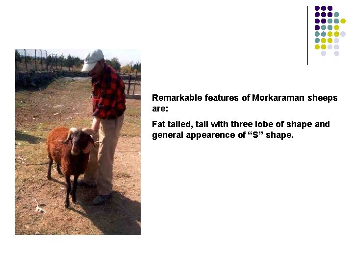 Remarkable features of Morkaraman sheeps are: Fat tailed, tail with three lobe of shape