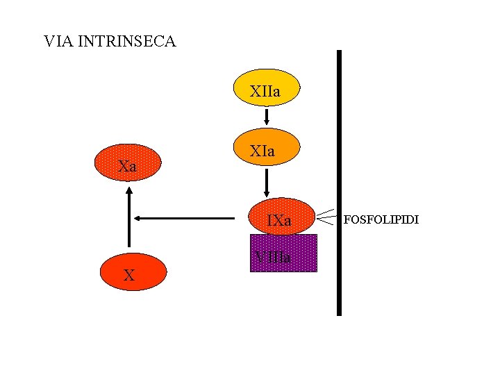 VIA INTRINSECA XIIa Xa XIa IXa X VIIIa FOSFOLIPIDI 