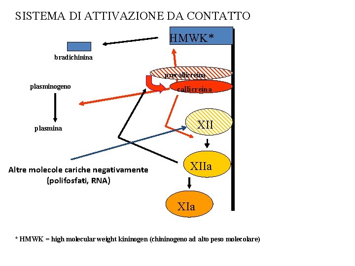 SISTEMA DI ATTIVAZIONE DA CONTATTO HMWK* bradichinina precallicreina plasminogeno callicreina XII plasmina Altre molecole