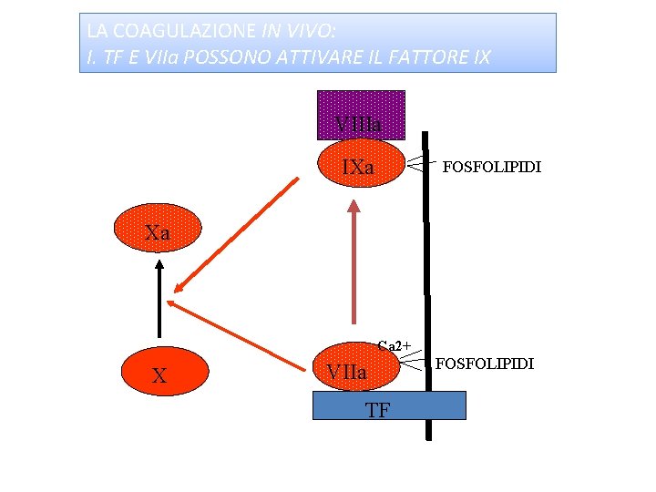 LA COAGULAZIONE IN VIVO: I. TF E VIIa POSSONO ATTIVARE IL FATTORE IX VIIIa