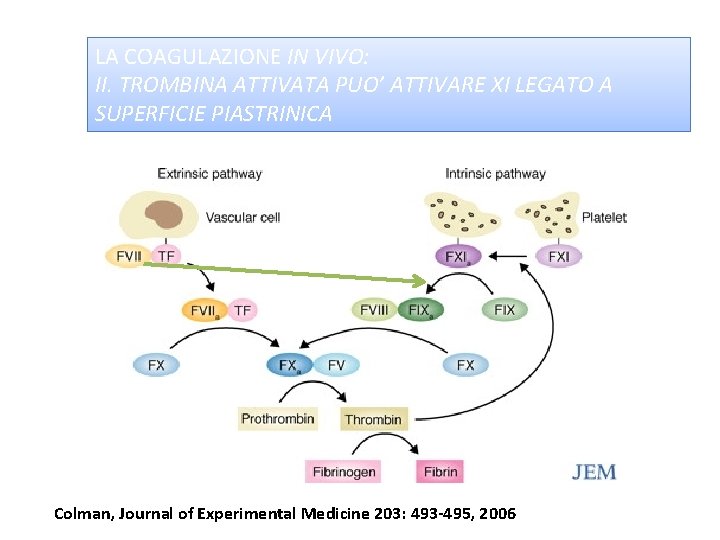 LA COAGULAZIONE IN VIVO: II. TROMBINA ATTIVATA PUO’ ATTIVARE XI LEGATO A SUPERFICIE PIASTRINICA