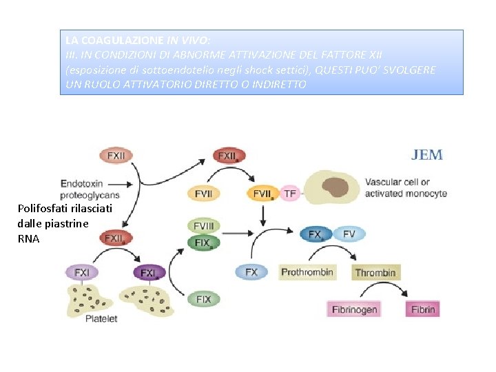 LA COAGULAZIONE IN VIVO: III. IN CONDIZIONI DI ABNORME ATTIVAZIONE DEL FATTORE XII (esposizione