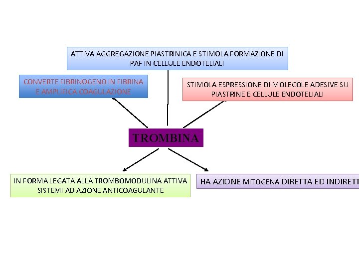 ATTIVA AGGREGAZIONE PIASTRINICA E STIMOLA FORMAZIONE DI PAF IN CELLULE ENDOTELIALI CONVERTE FIBRINOGENO IN