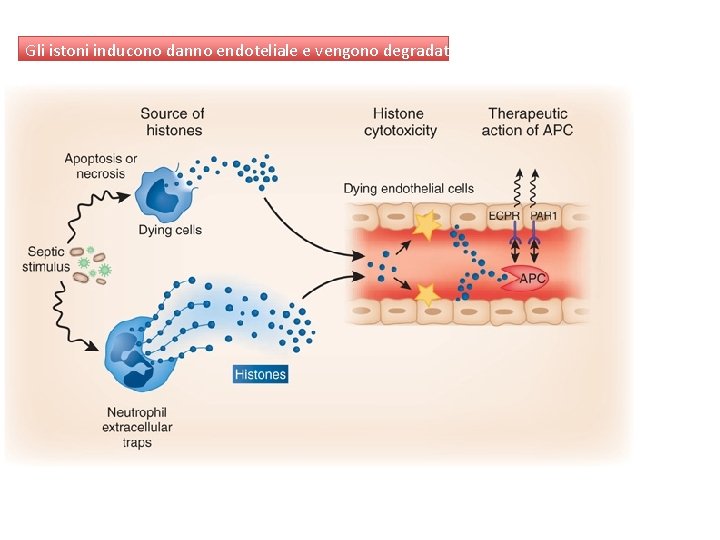 Gli istoni inducono danno endoteliale e vengono degradati da APC 