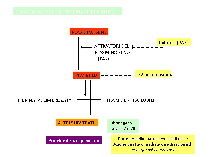 ORGANIZZAZIONE DEL SISTEMA FIBRINOLITICO PLASMINOGENO ATTIVATORI DEL PLASMINOGENO (PAs) PLASMINA FIBRINA POLIMERIZZATA ALTRI SUBSTRATI