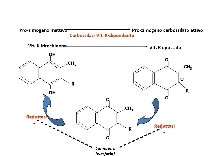 Pro-zimogeno inattivo Pro-zimogeno carbossilato attivo Carbossilasi Vit. K-dipendente Vit. K idrochinone Vit. K epossido