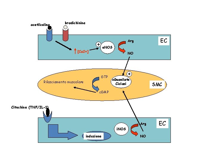 acetilcolina bradichinina EC Arg + + e. NOS [Ca 2+] NO GTP Rilasciamento muscolare