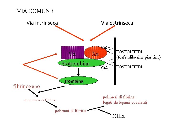 VIA COMUNE Via intrinseca Via estrinseca Ca 2+ Va Protrombina FOSFOLIPIDI (fosfatidilserina piastrine) Xa