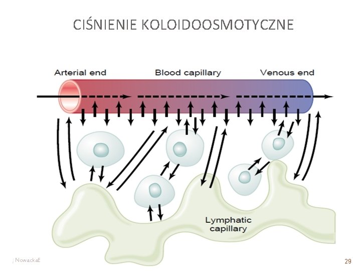 CIŚNIENIE KOLOIDOOSMOTYCZNE Nowacka. E 29 