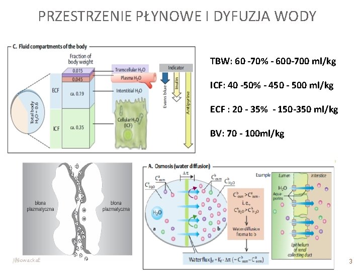 PRZESTRZENIE PŁYNOWE I DYFUZJA WODY TBW: 60 -70% - 600 -700 ml/kg ICF: 40