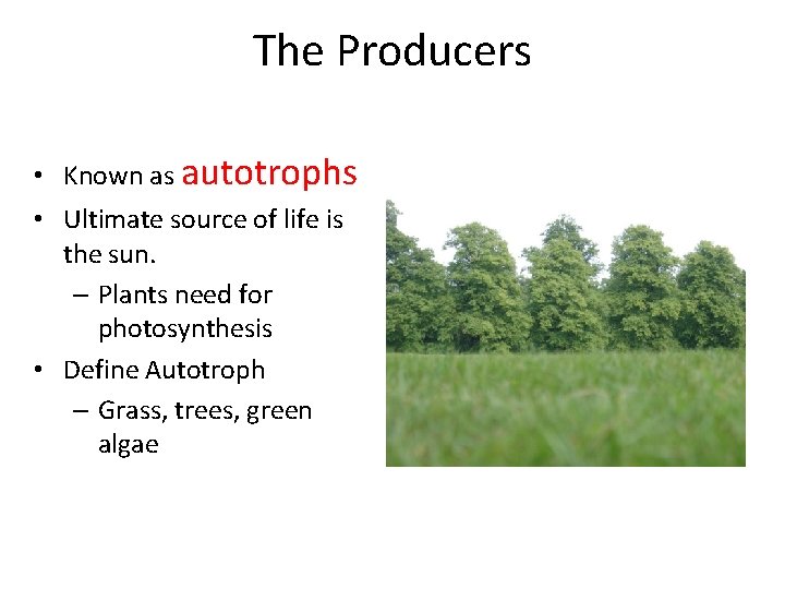 The Producers • Known as autotrophs • Ultimate source of life is the sun.