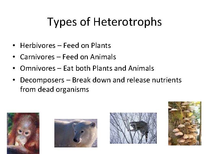 Types of Heterotrophs • • Herbivores – Feed on Plants Carnivores – Feed on