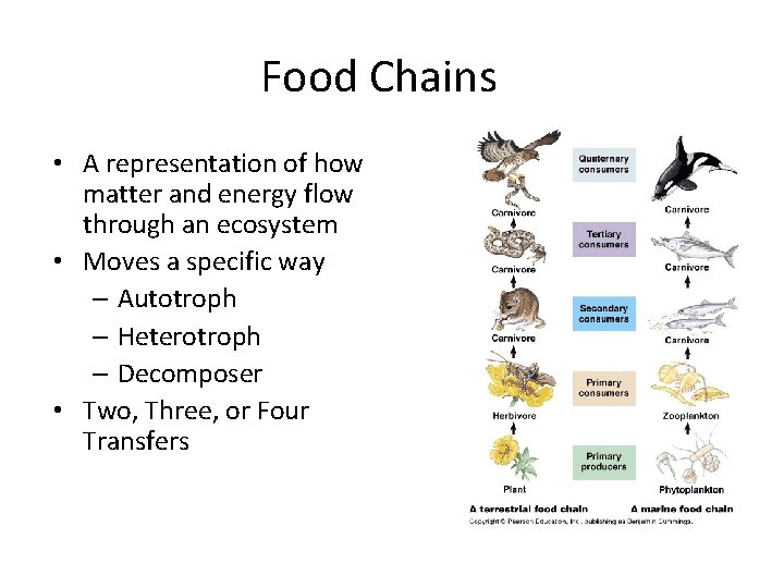 Food Chains • A representation of how matter and energy flow through an ecosystem
