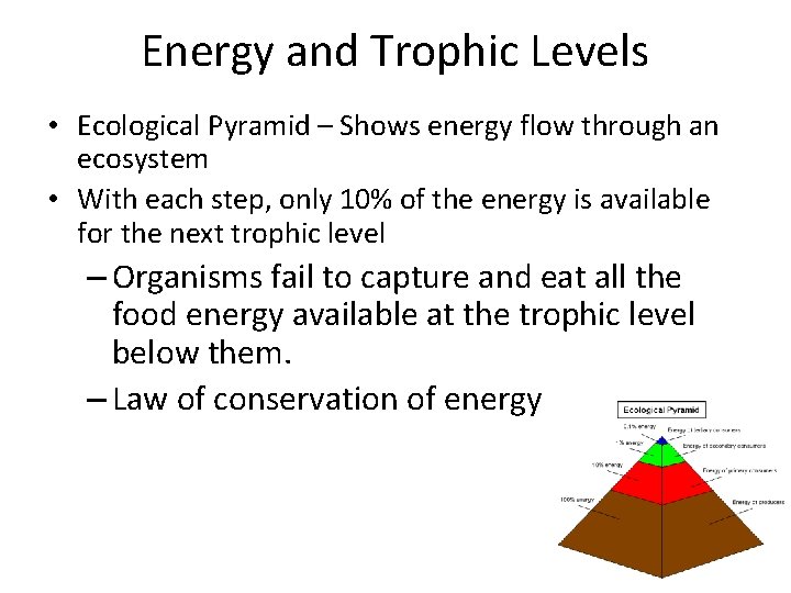 Energy and Trophic Levels • Ecological Pyramid – Shows energy flow through an ecosystem