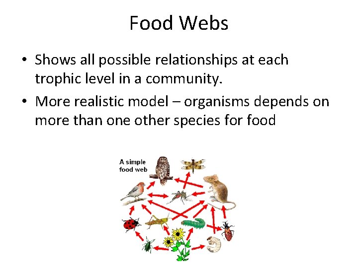 Food Webs • Shows all possible relationships at each trophic level in a community.