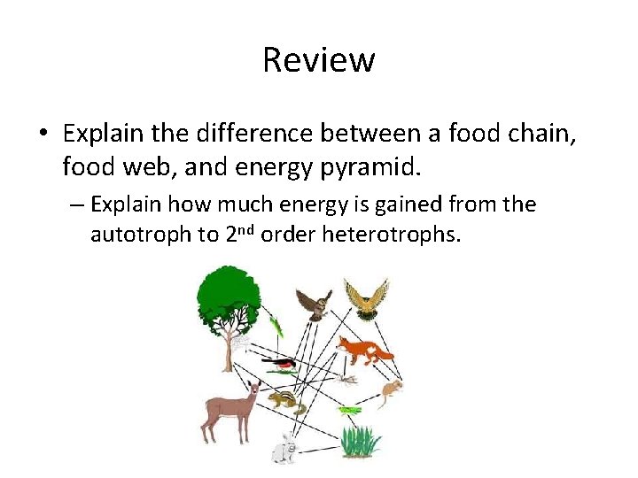 Review • Explain the difference between a food chain, food web, and energy pyramid.