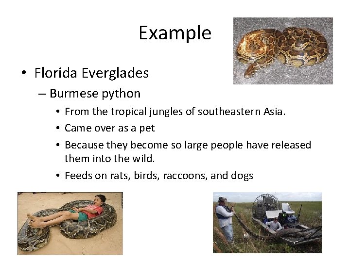 Example • Florida Everglades – Burmese python • From the tropical jungles of southeastern