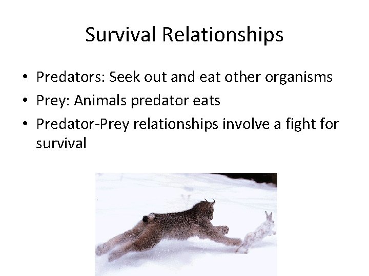 Survival Relationships • Predators: Seek out and eat other organisms • Prey: Animals predator