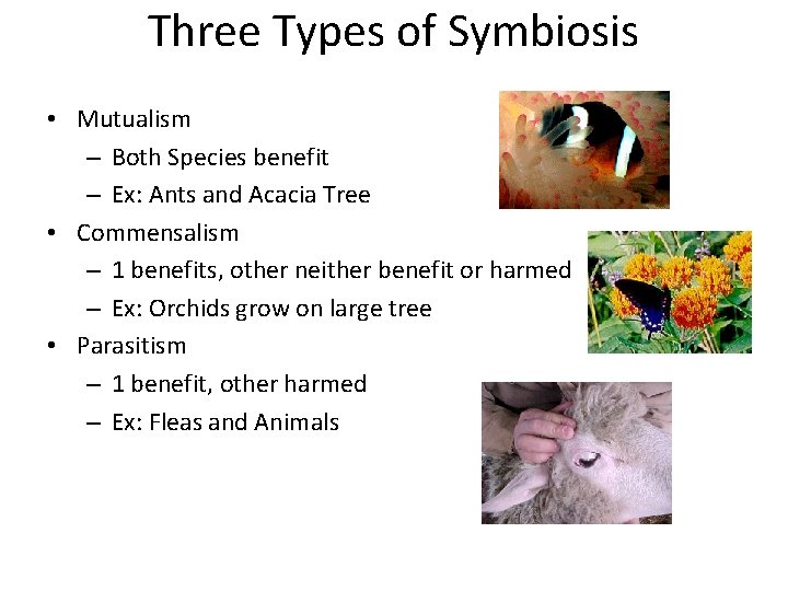 Three Types of Symbiosis • Mutualism – Both Species benefit – Ex: Ants and