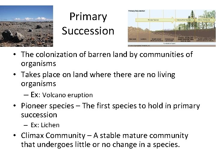 Primary Succession • The colonization of barren land by communities of organisms • Takes