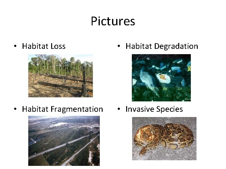 Pictures • Habitat Loss • Habitat Degradation • Habitat Fragmentation • Invasive Species 