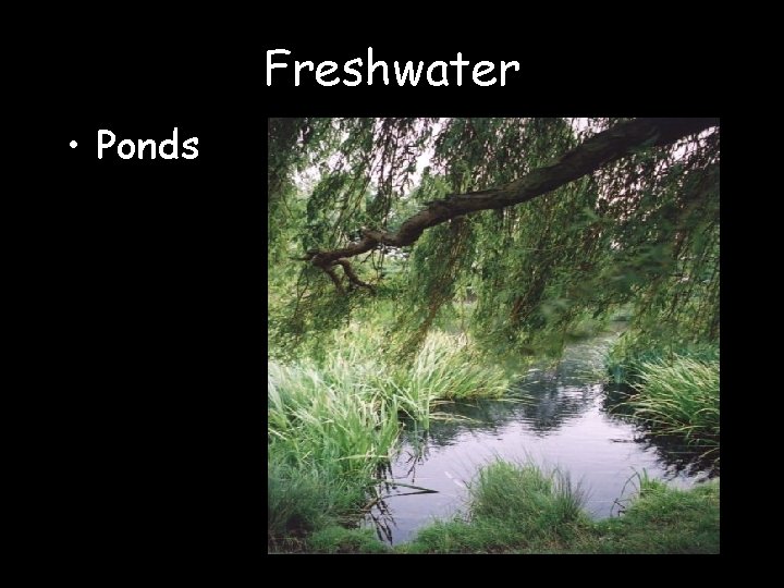 Freshwater • Ponds 