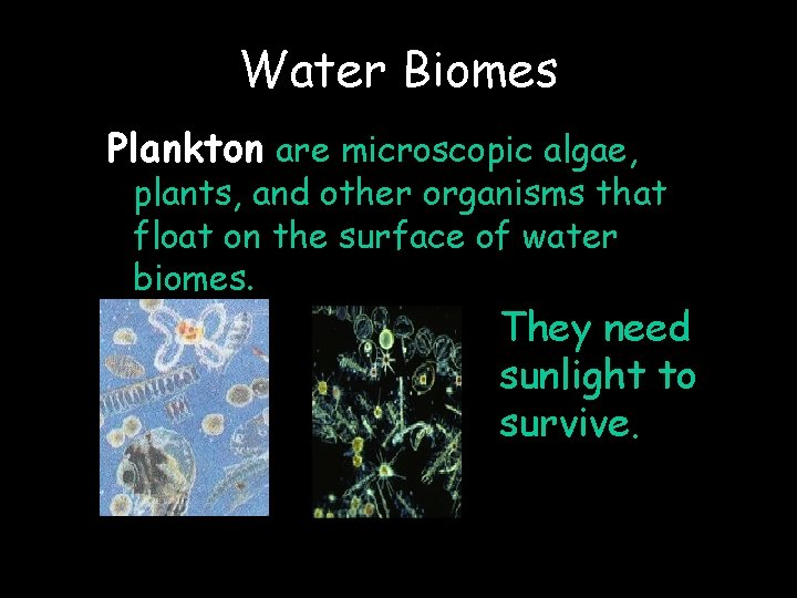 Water Biomes Plankton are microscopic algae, plants, and other organisms that float on the