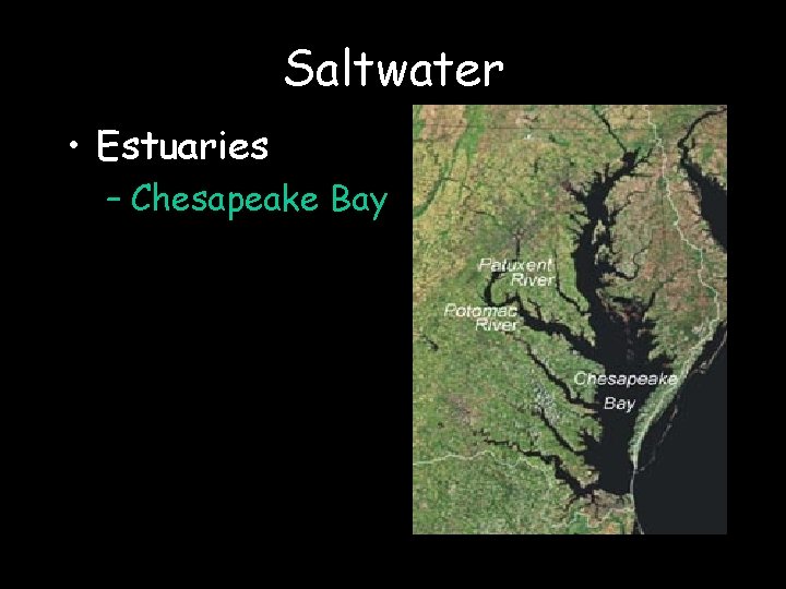 Saltwater • Estuaries – Chesapeake Bay 