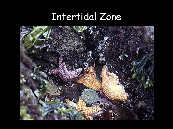 Intertidal Zone 