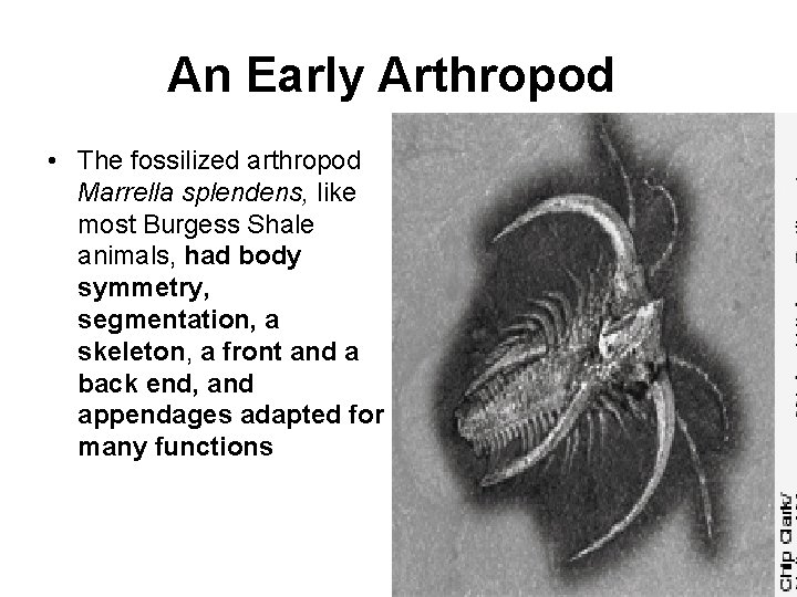 An Early Arthropod • The fossilized arthropod Marrella splendens, like most Burgess Shale animals,