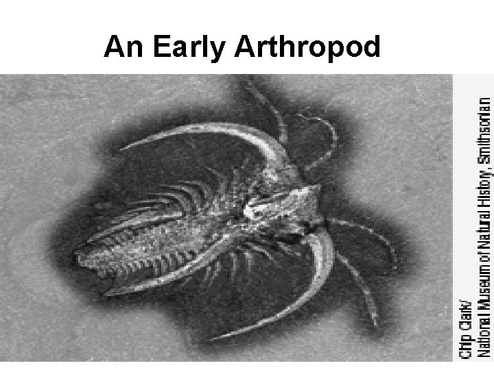 An Early Arthropod 