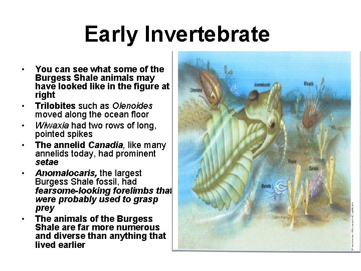Early Invertebrate • • • You can see what some of the Burgess Shale
