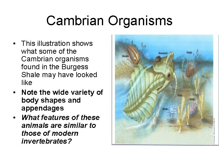 Cambrian Organisms • This illustration shows what some of the Cambrian organisms found in