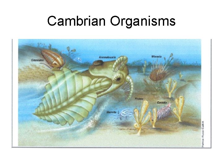 Cambrian Organisms 