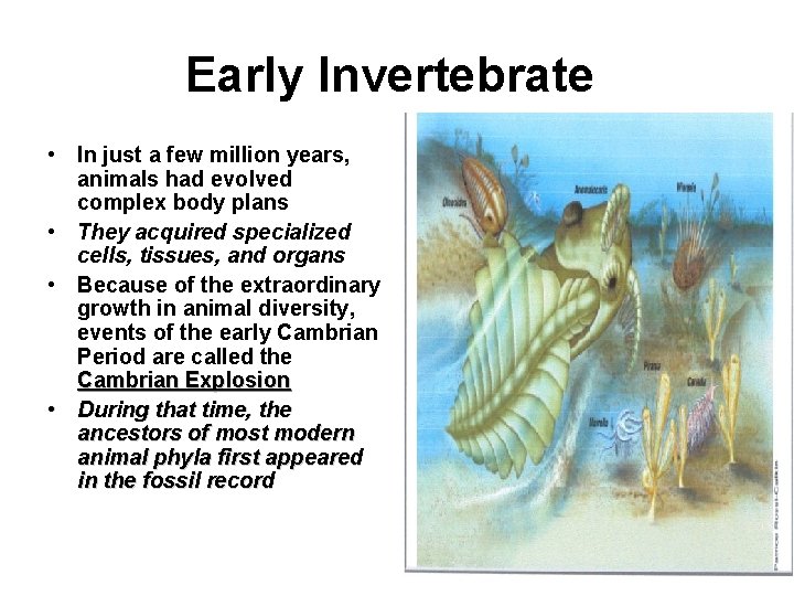 Early Invertebrate • In just a few million years, animals had evolved complex body