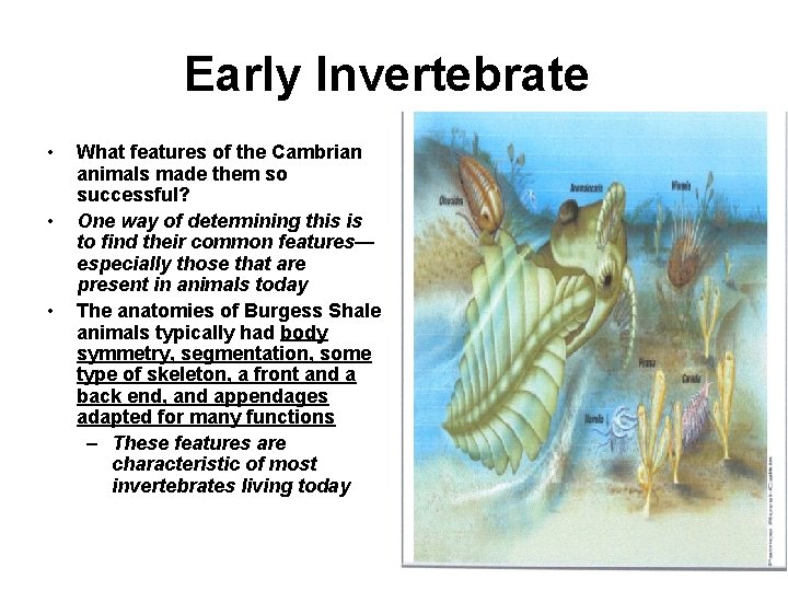 Early Invertebrate • • • What features of the Cambrian animals made them so