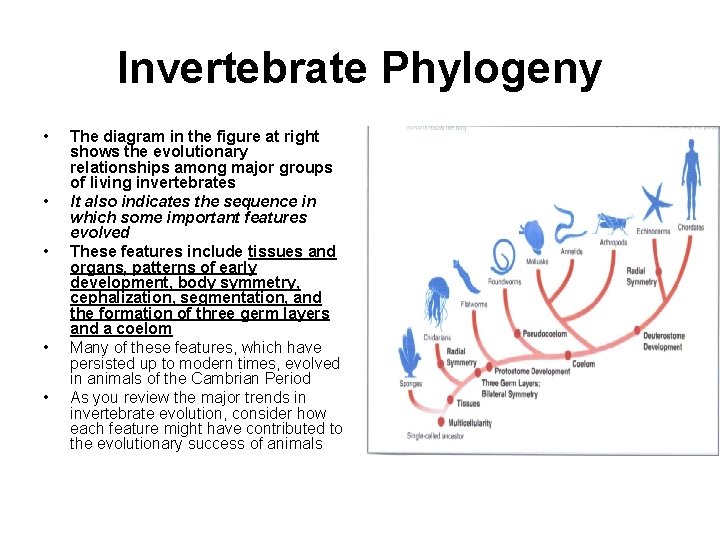 Invertebrate Phylogeny • • • The diagram in the figure at right shows the
