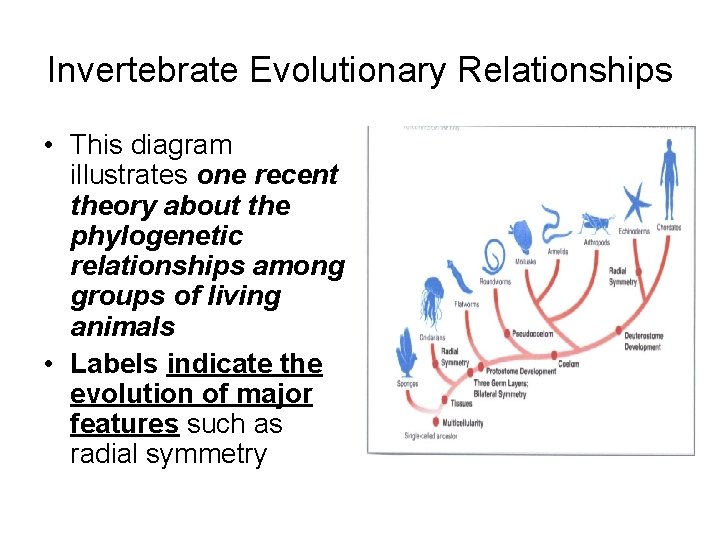 Invertebrate Evolutionary Relationships • This diagram illustrates one recent theory about the phylogenetic relationships