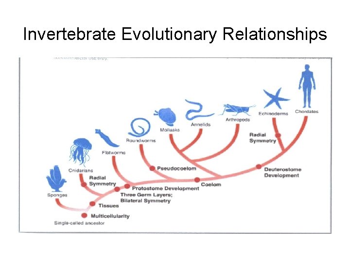 Invertebrate Evolutionary Relationships 