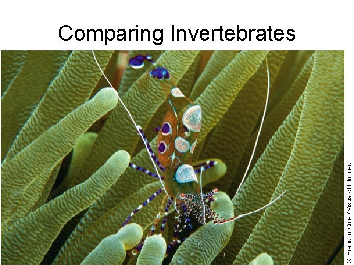 Comparing Invertebrates 