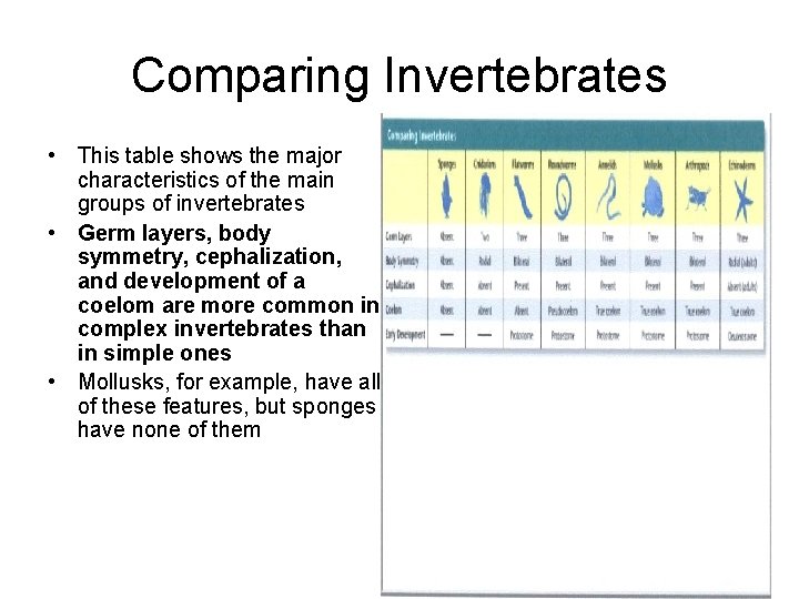 Comparing Invertebrates • This table shows the major characteristics of the main groups of