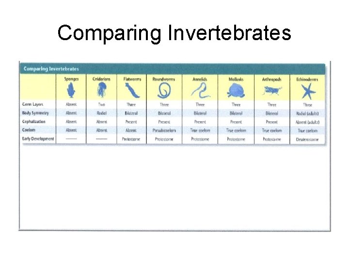 Comparing Invertebrates 