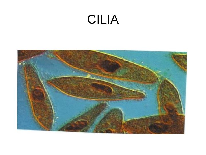 CILIA 