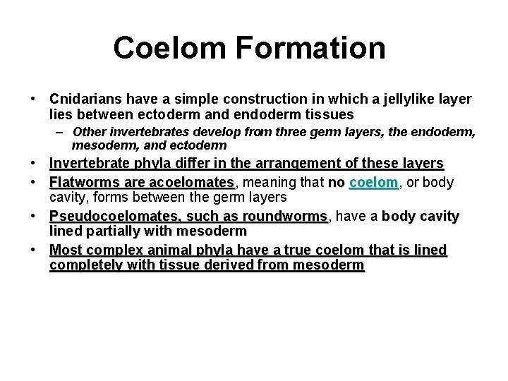 Coelom Formation • Cnidarians have a simple construction in which a jellylike layer lies