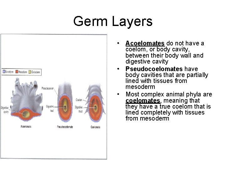 Germ Layers • Acoelomates do not have a Acoelomates coelom, or body cavity, between